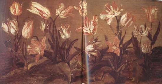 Tulip Field (mk14), Jacob Gerritsz Cuyp